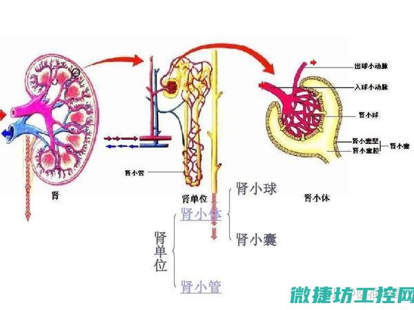 肾菜谱斗士 (肾友食谱)