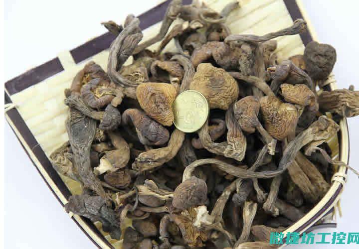 榛菇菜谱 (榛菇怎么做菜)