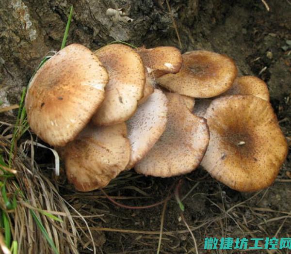 榛菇菜谱 (榛蘑的做法大全图解)