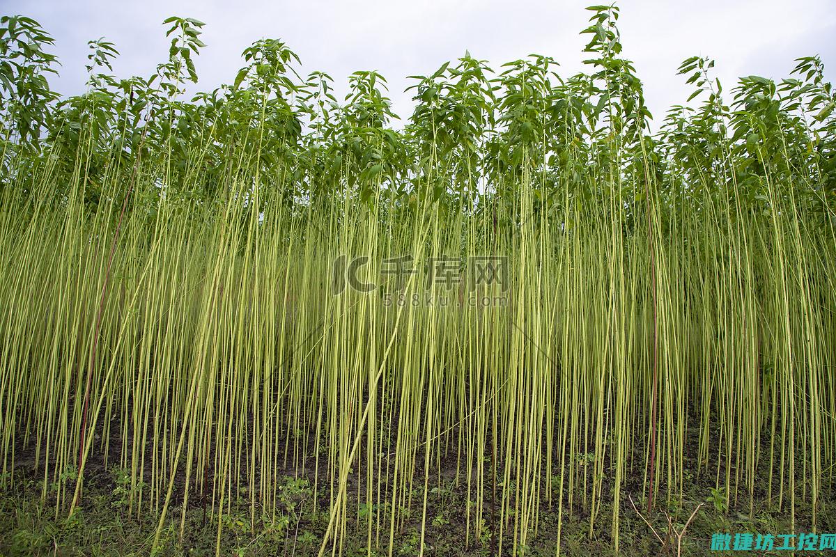 麻薯包 菜谱 (麻薯包的做法杰儿美食)