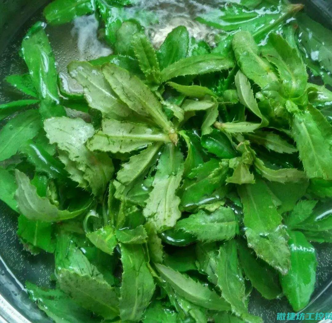 立夏+苦瓜菜谱 (怎样做苦瓜菜好吃)