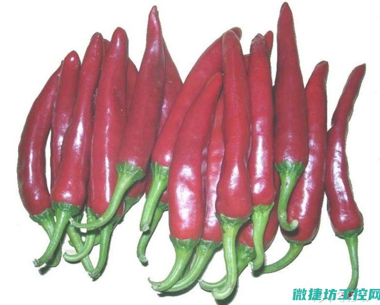 塞尔达 辣椒 菜谱 (塞达尔 辣椒)