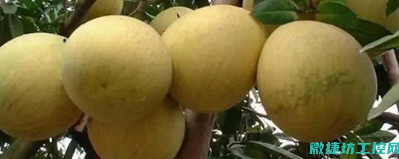 垫江菜谱 (垫江特色菜)