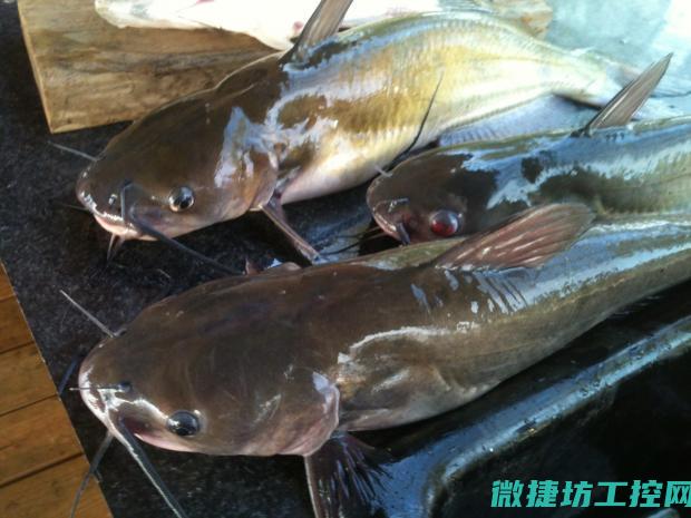 鲶鱼乌龟菜谱 (鲶鱼乌龟菜谱图片)