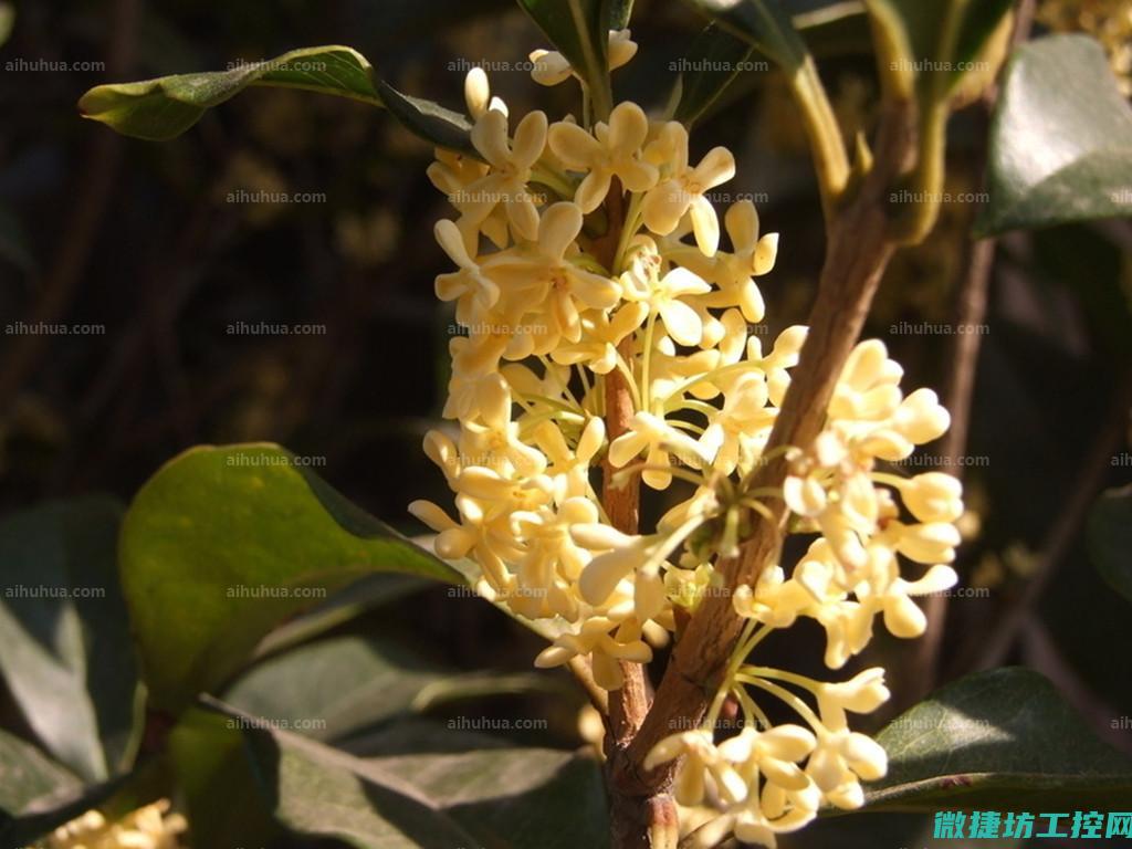 桂鱼菜谱名称 (桂鱼菜谱名称大全)