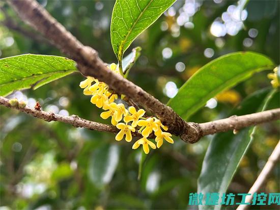 桂鱼菜谱名称 (桂鱼菜谱名称及图片)