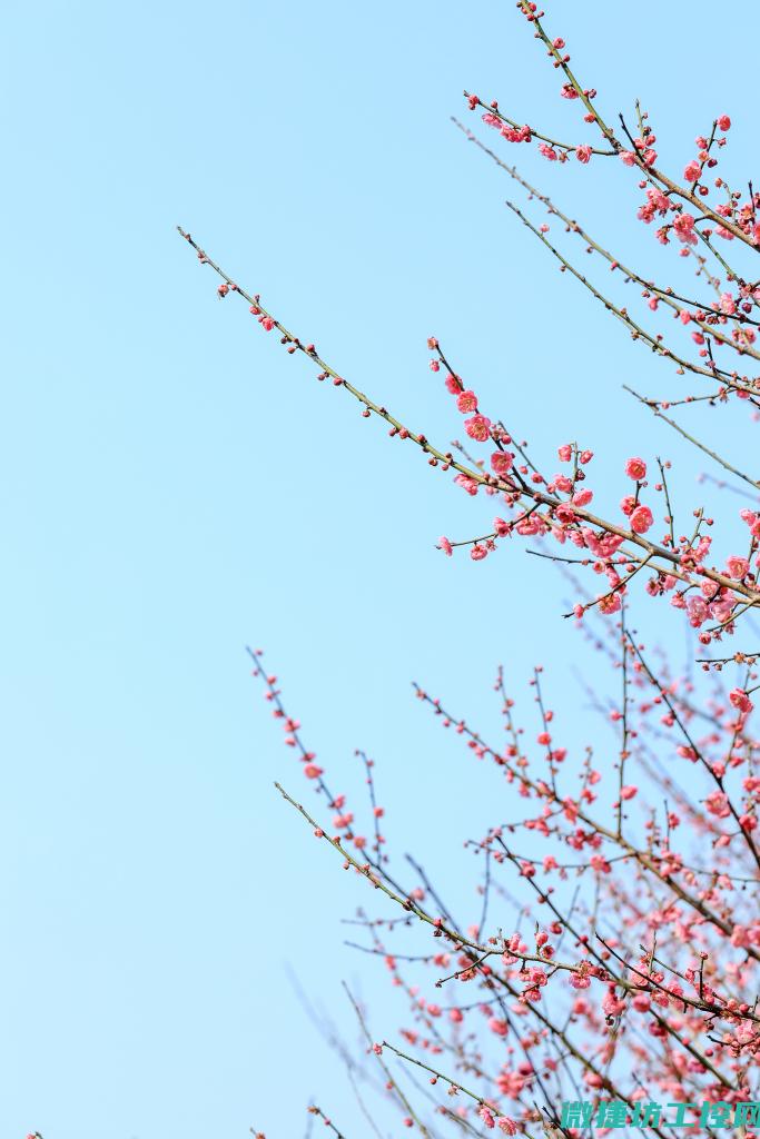 春季失眠菜谱 (春季失眠菜谱大全)