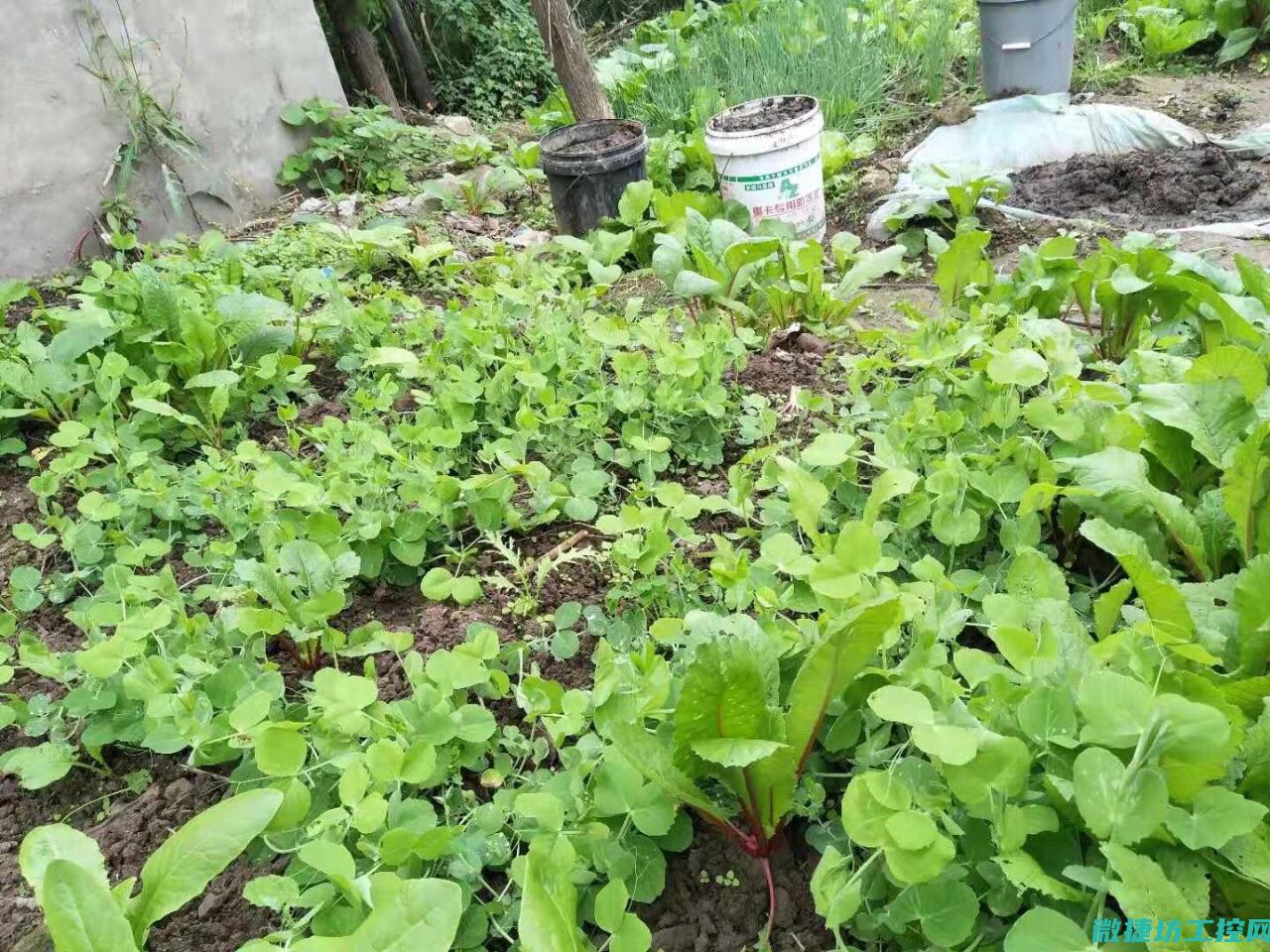 河鱼庄菜谱 (家常河鱼的做法大全)