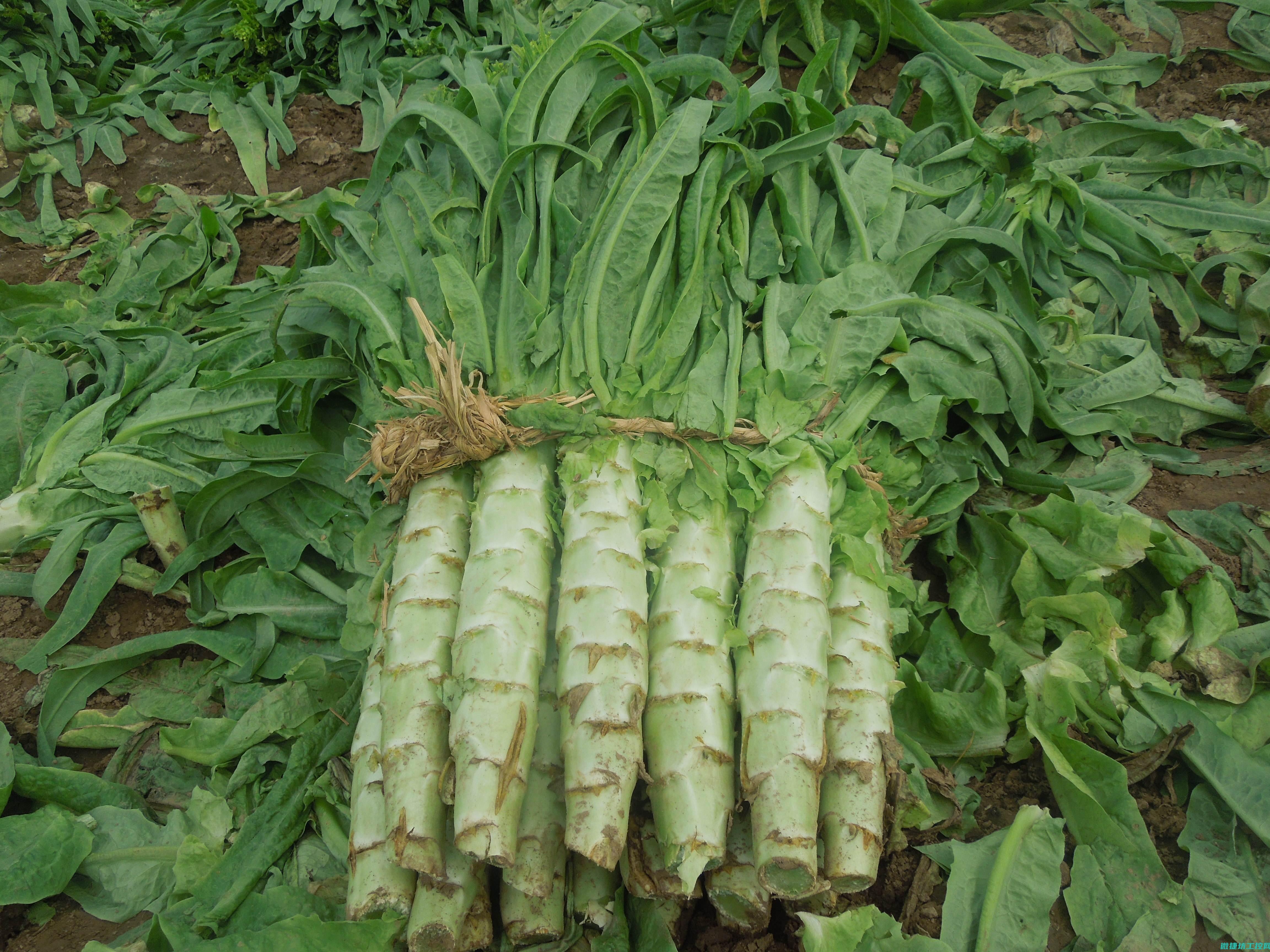莴笋减肥菜谱 (莴笋减肥吃法)