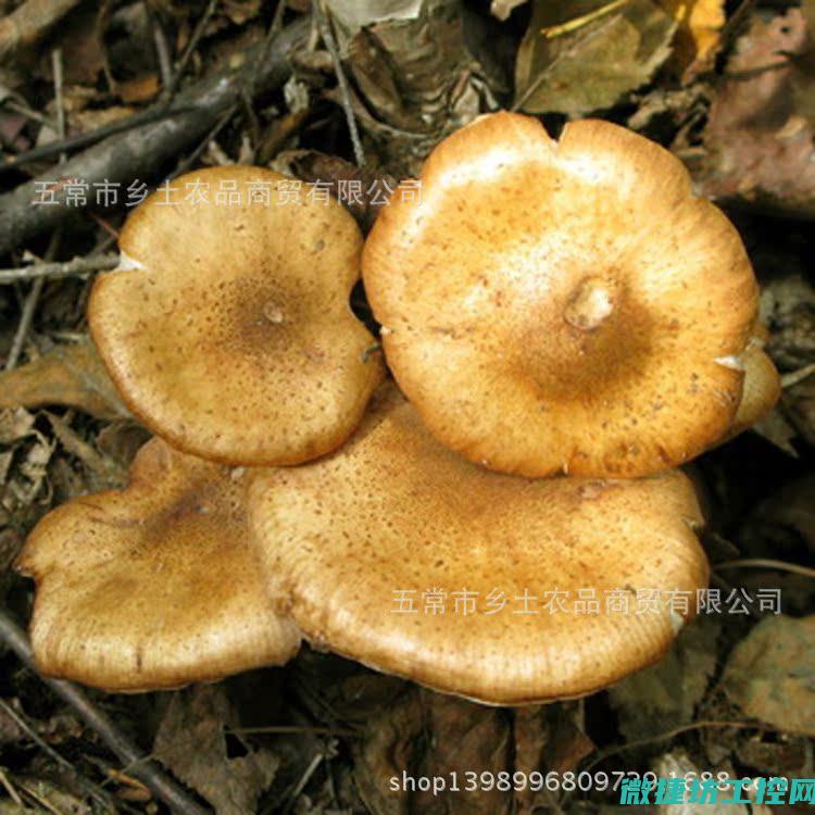 榛菇菜谱 (榛蘑怎么做)