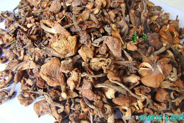 榛菇菜谱 (榛蘑的做法大全)