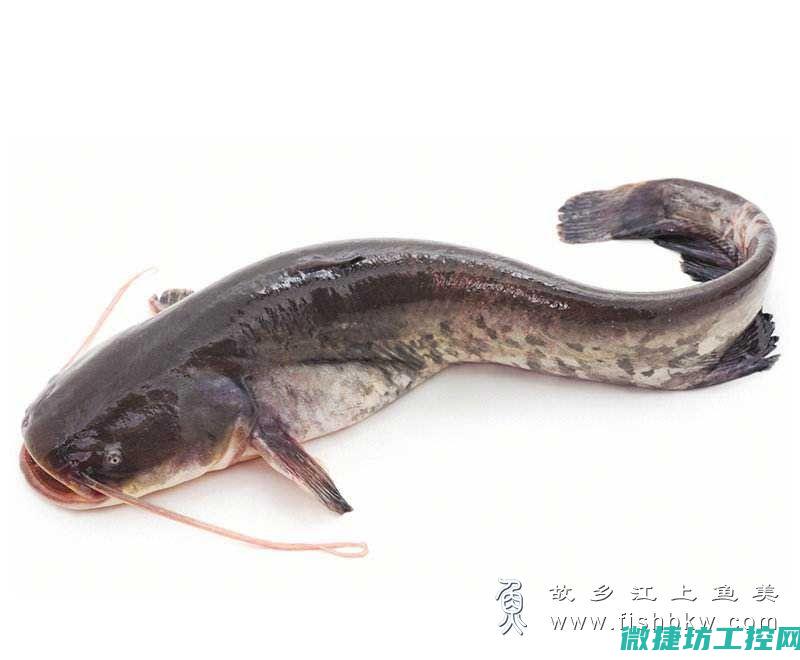 鲶鱼乌龟菜谱 (鲶鱼 乌鱼)