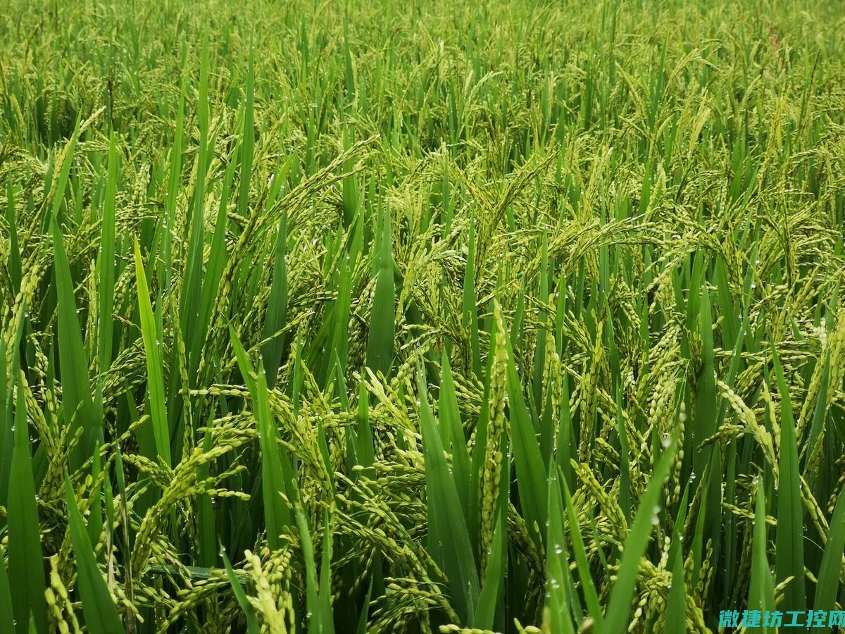 杂骨菜谱 (杂骨是什么意思)