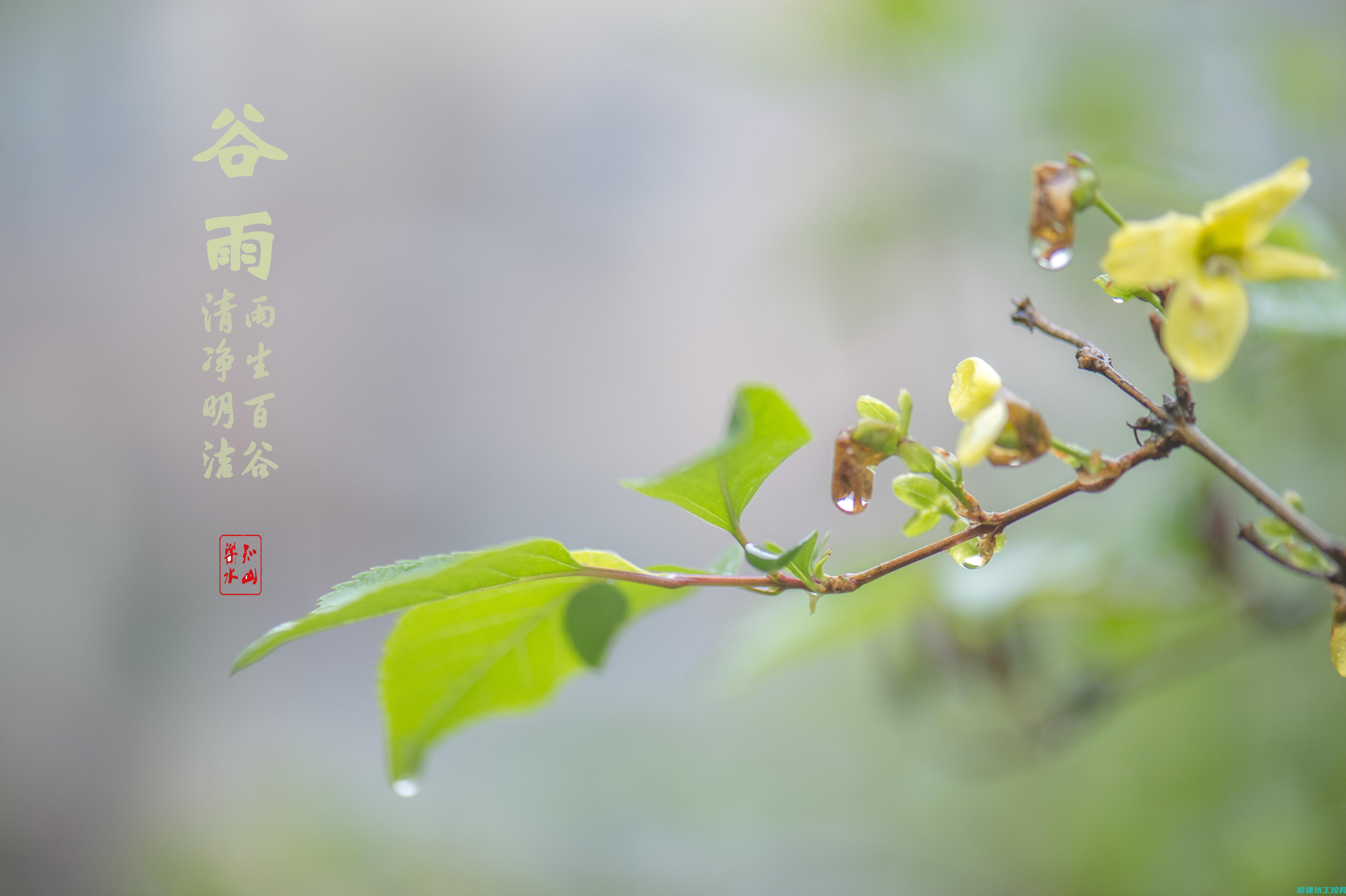谷雨后菜谱 (谷雨后的茶)