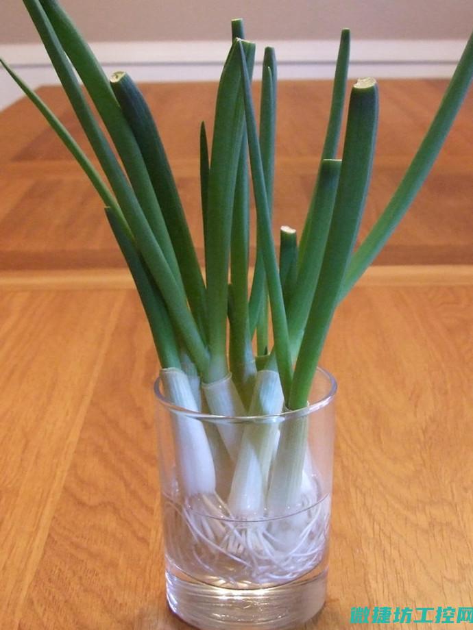 桌面水培菜谱 (桌面水培菜谱怎么做)