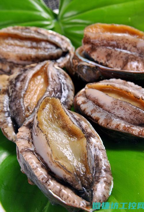 鲍鱼系列菜谱 (鲍鱼菜肴)