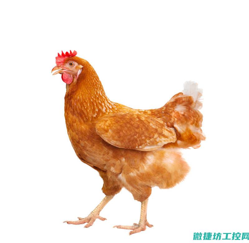鸡丝菜谱文案 (鸡丝菜谱文案简短)