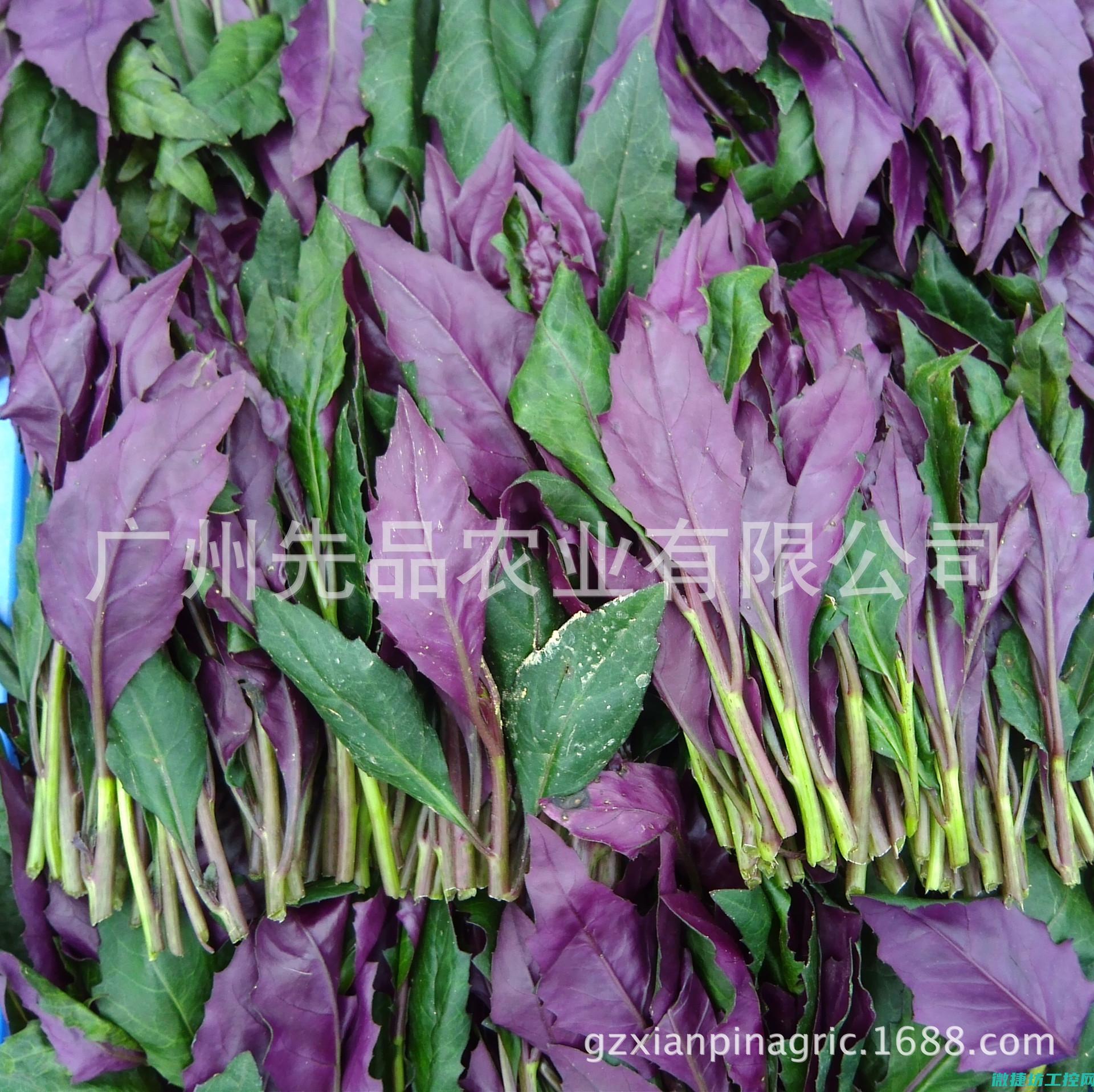 红背菜谱 (红背菜有什么功效?)
