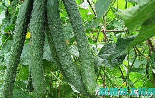黄瓜简单菜谱 (黄瓜菜谱家常菜做法)
