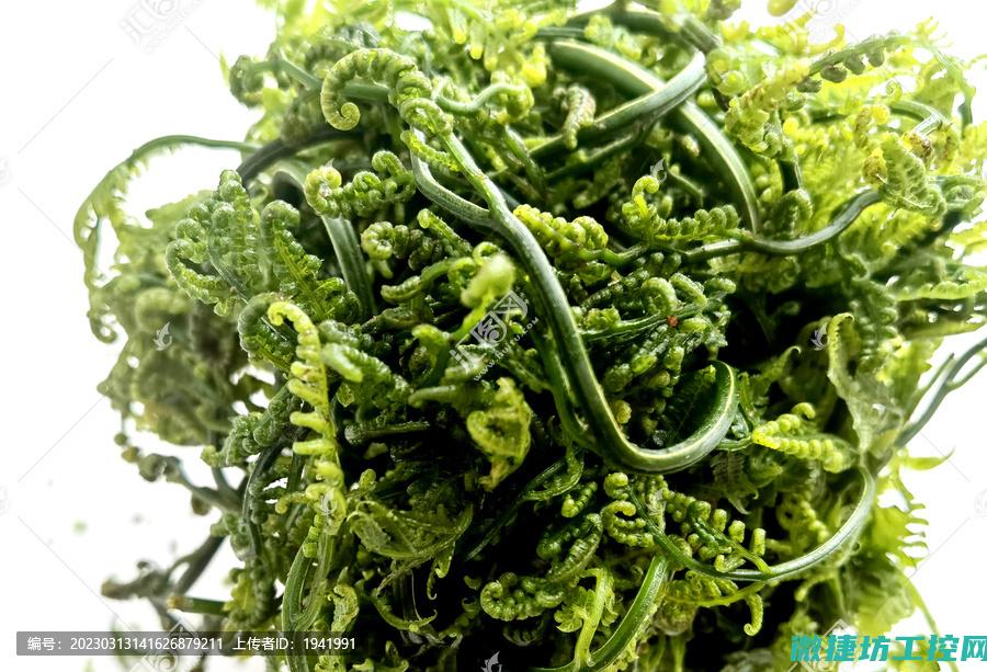 蕨菜饼菜谱 (蕨菜食谱)