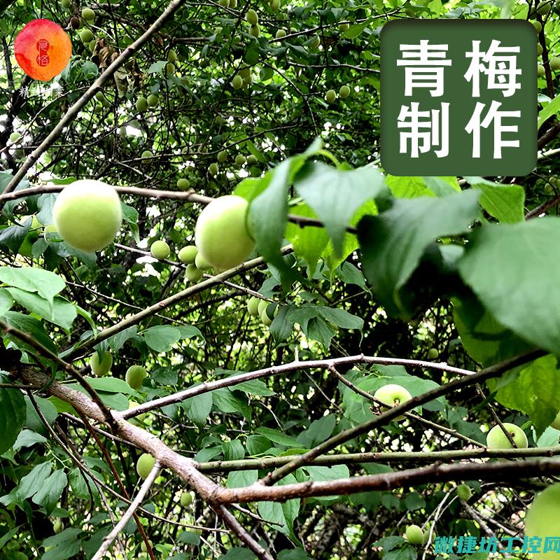 青梅露菜谱 (青梅露做菜)