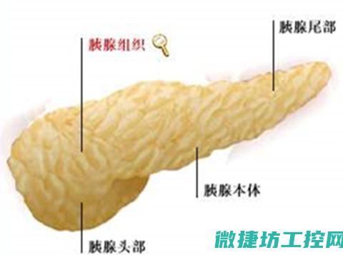 胰腺狗狗菜谱 (胰腺炎的狗狗可以吃什么食物)