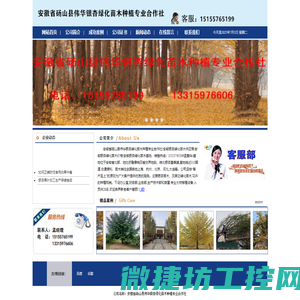 安徽省砀山县伟华银杏绿化苗木种植专业合作社(安徽银杏绿化苗木供应商