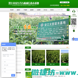洪江水果苗