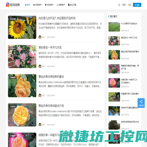 月季苗木批发基地
